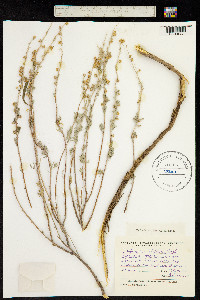 Artemisia rutifolia image