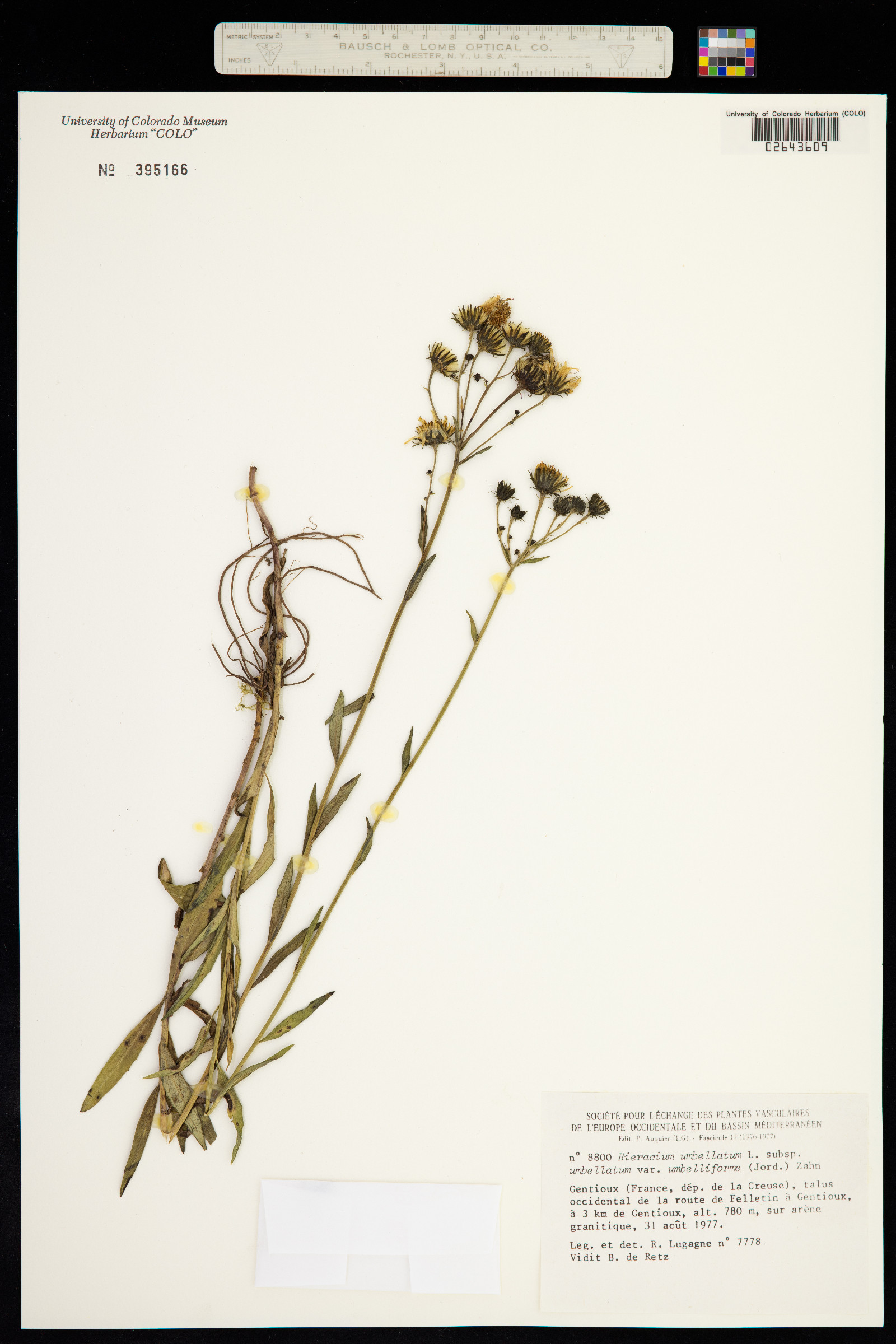 Hieracium umbellatum image