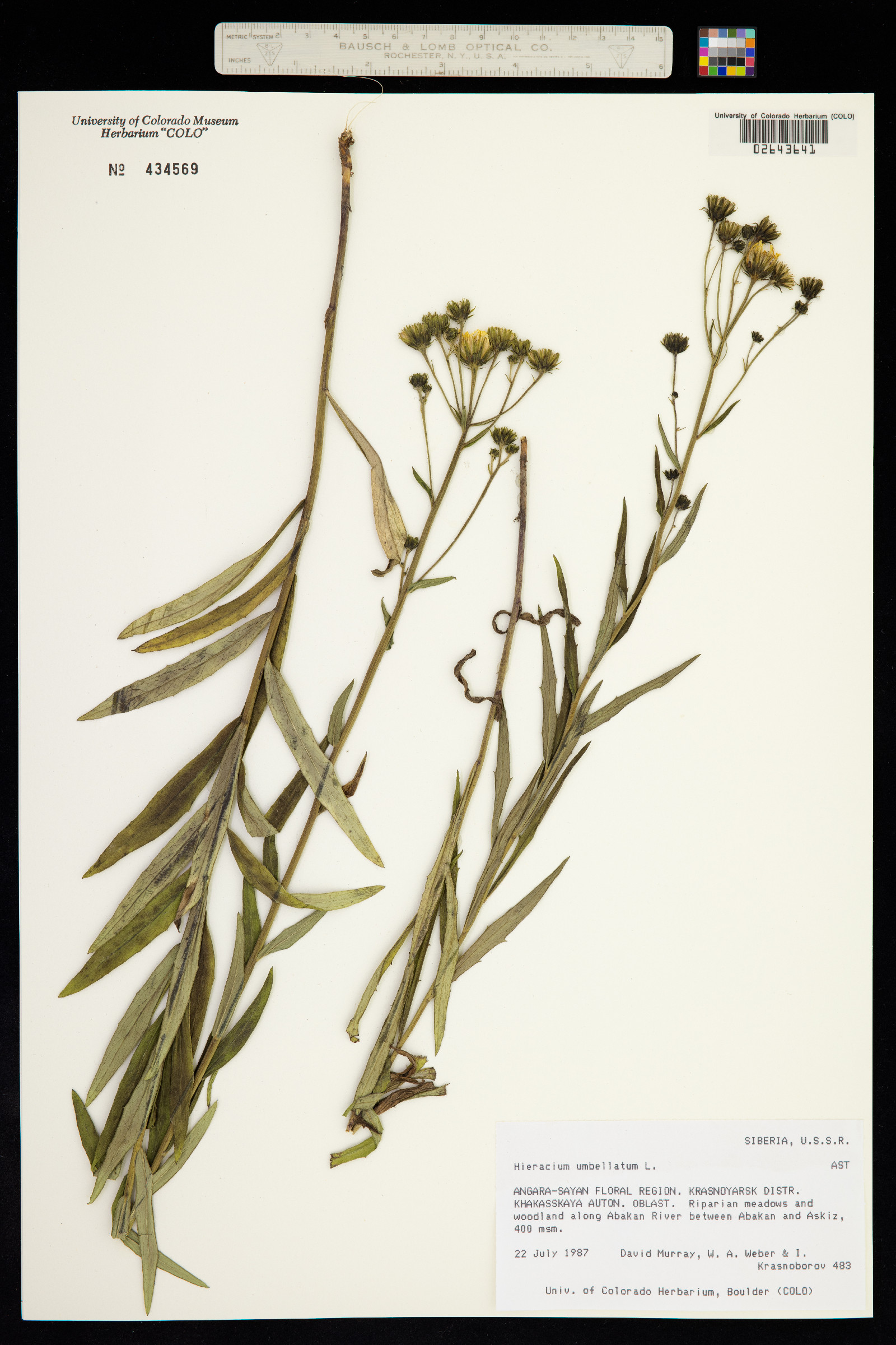 Hieracium umbellatum image