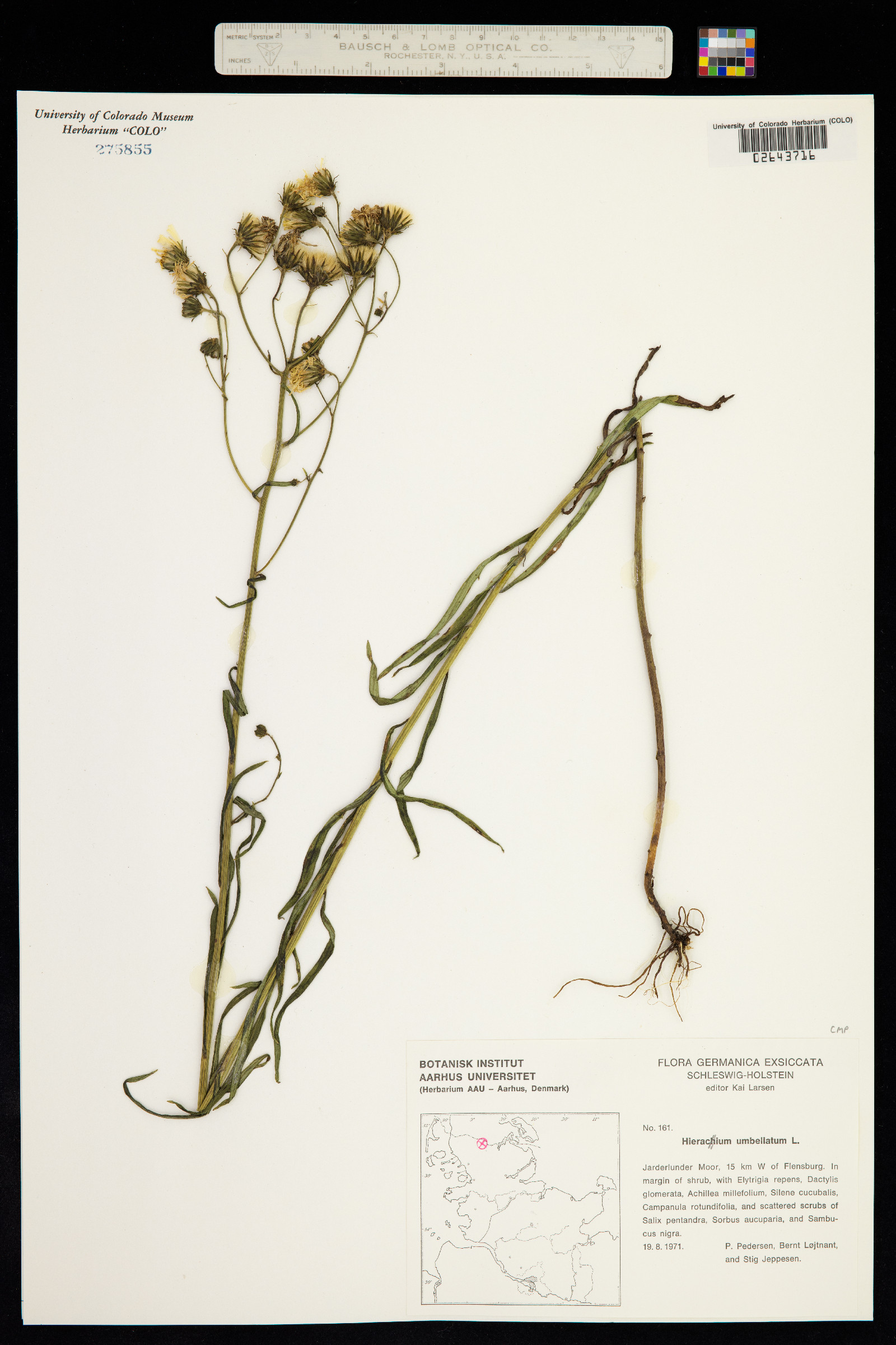 Hieracium umbellatum image