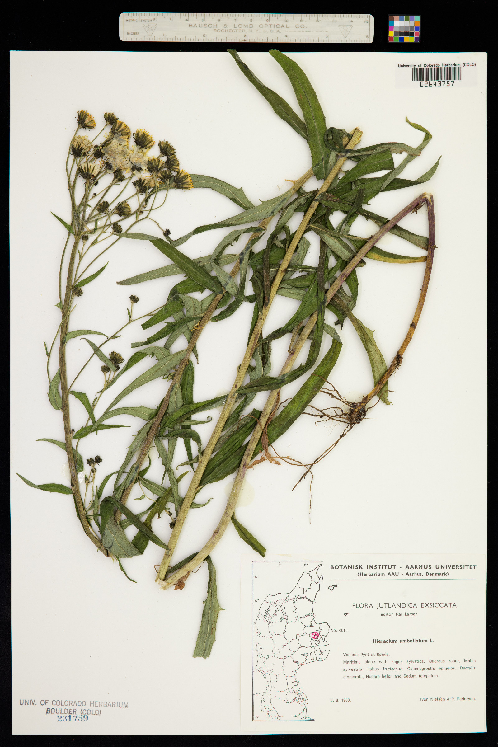 Hieracium umbellatum image