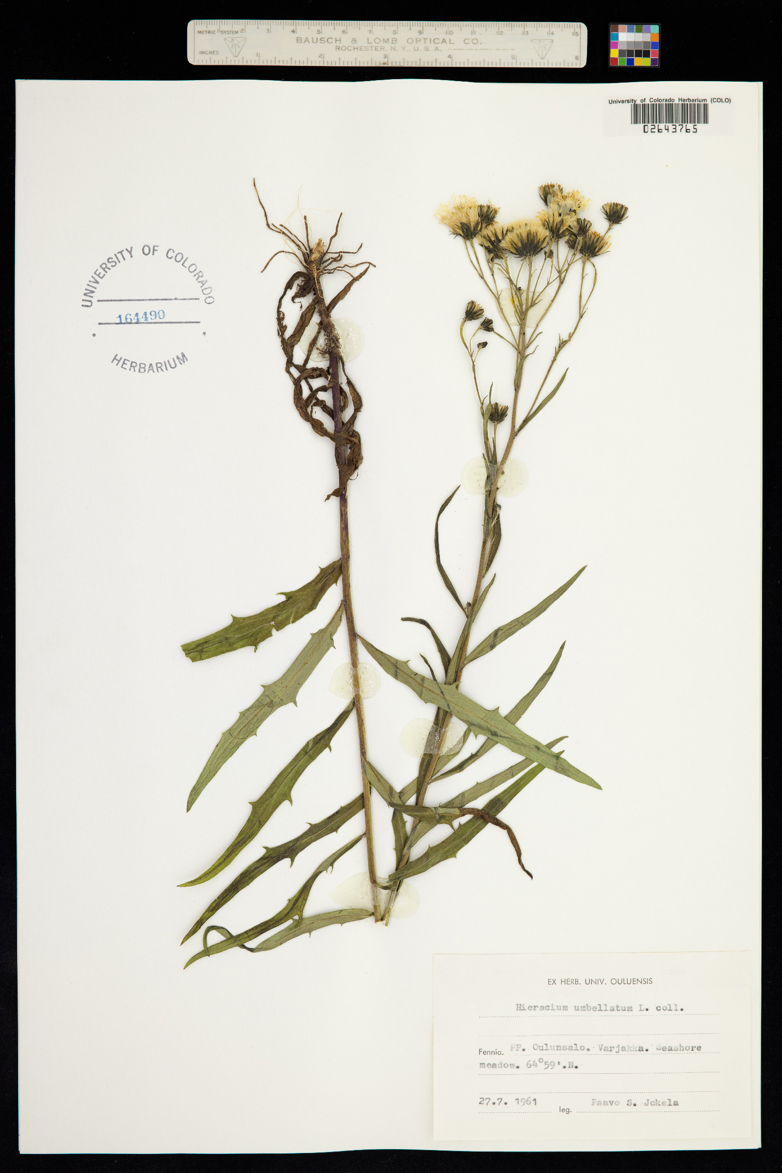 Hieracium umbellatum image