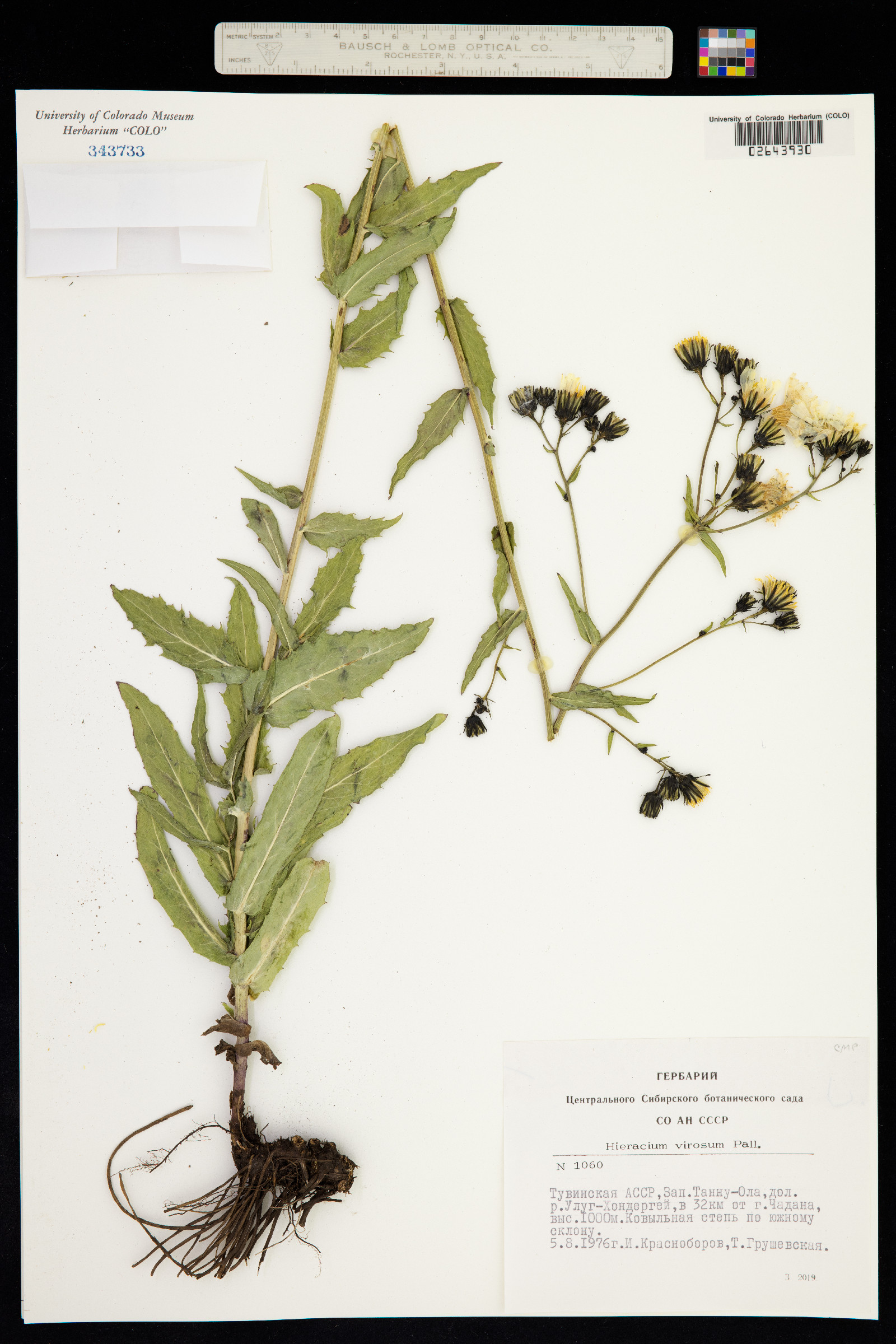 Hieracium virosum image