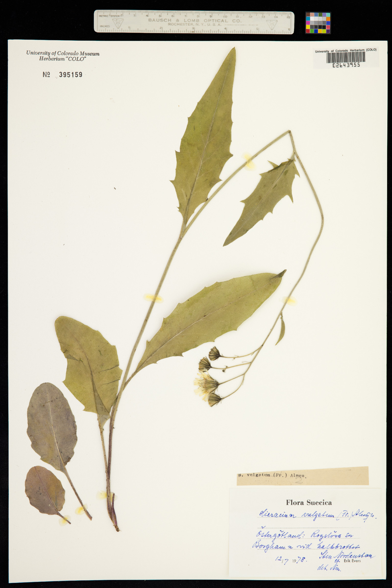 Hieracium vulgatum image