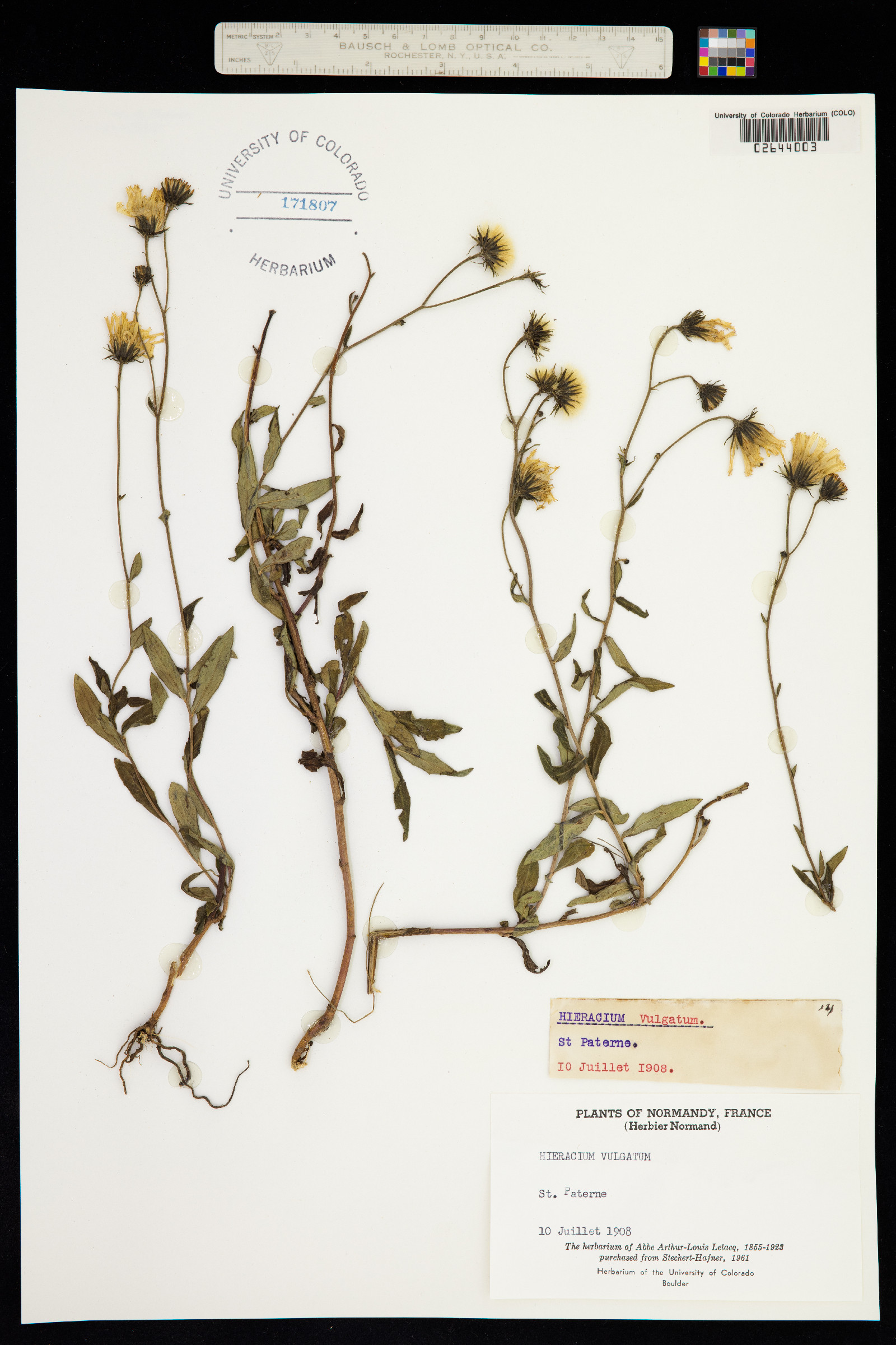 Hieracium vulgatum image
