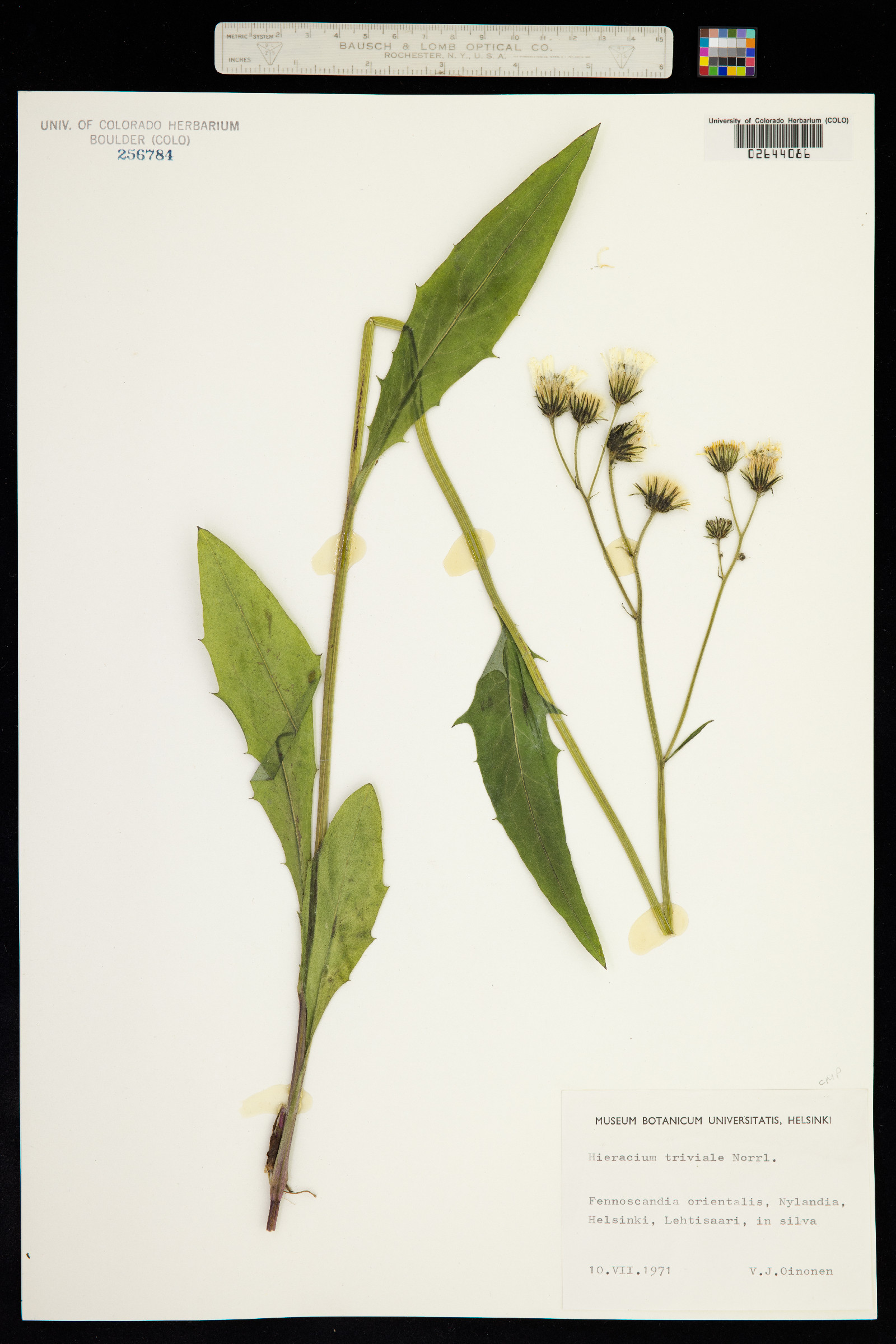 Hieracium levicaule subsp. levicaule image