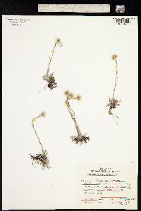 Image of Antennaria dioiciformis