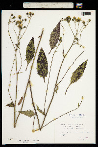 Hieracium hypochoeroides subsp. wiesbaurianum image