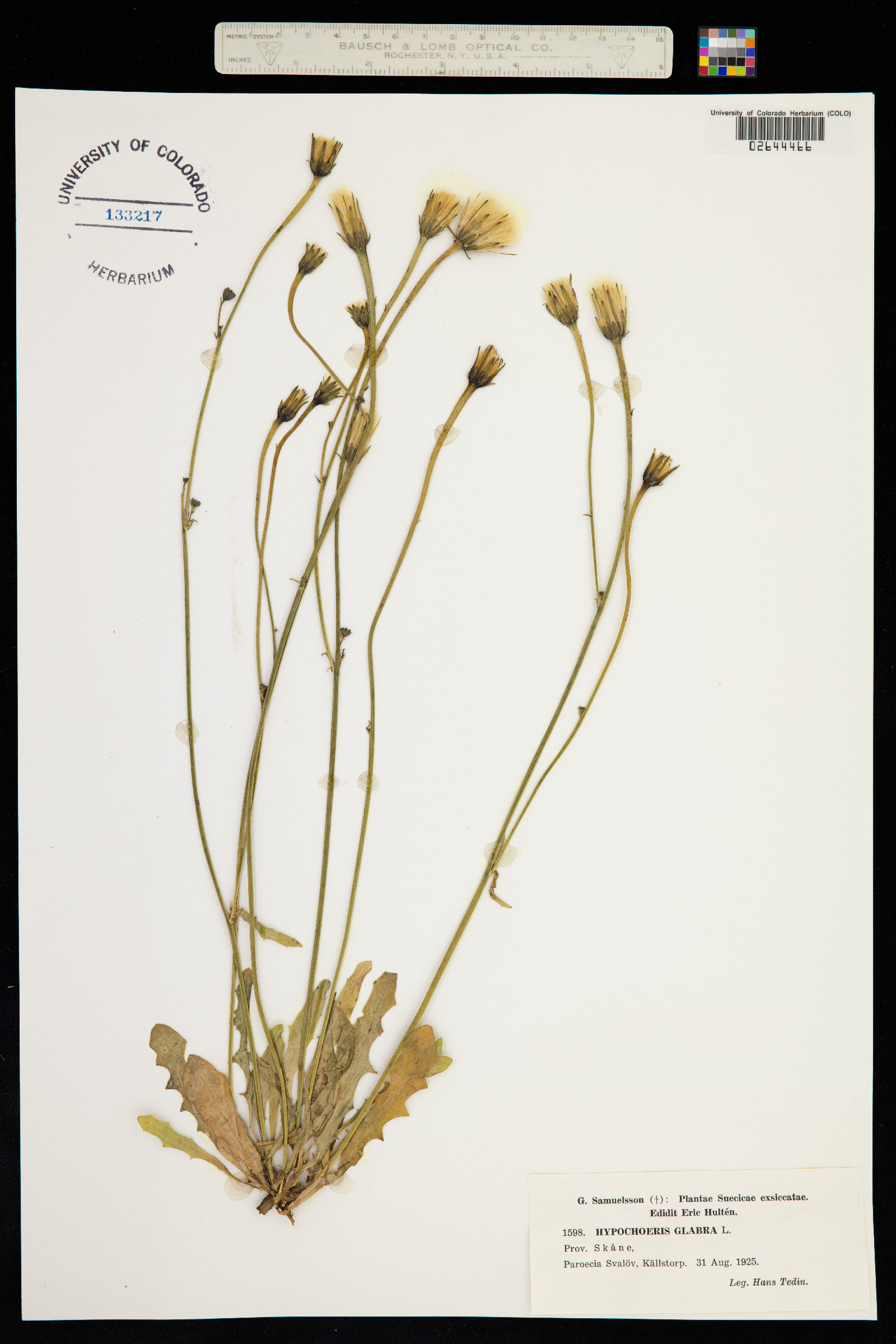 Hypochaeris glabra image
