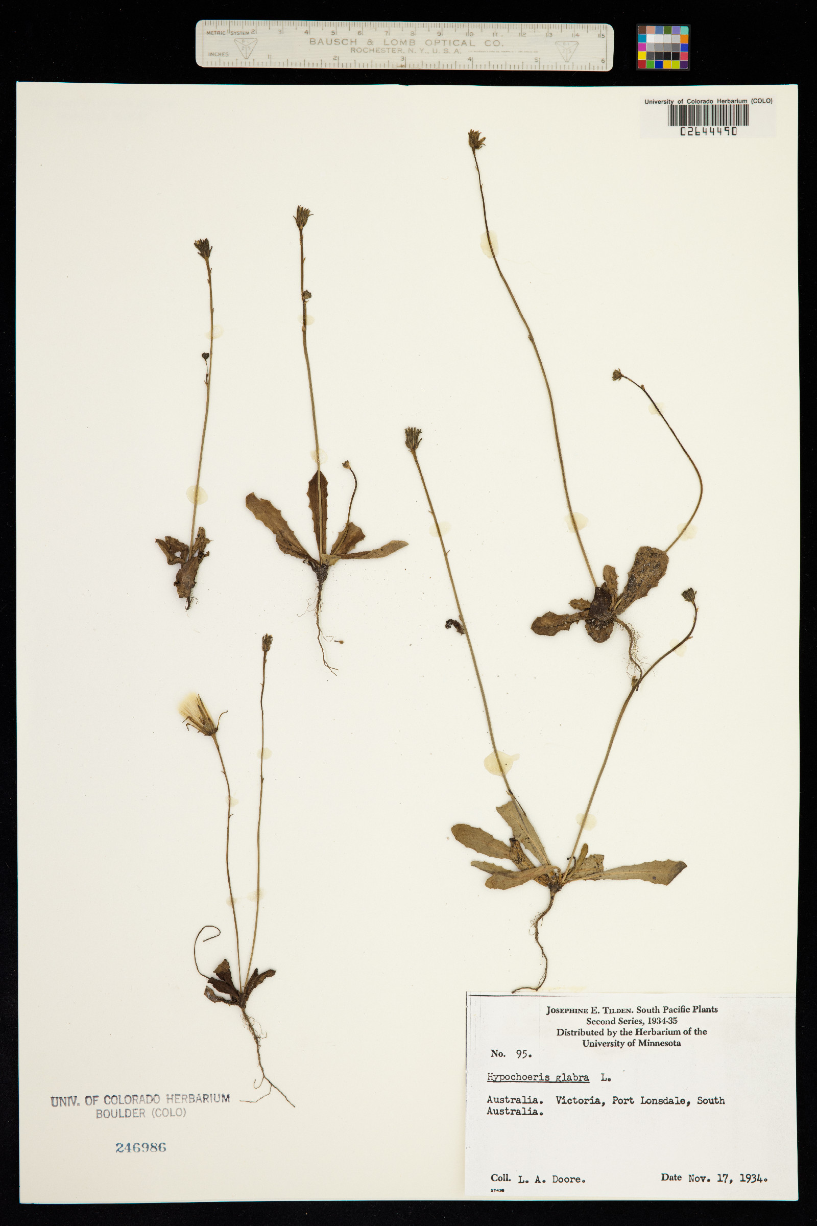 Hypochaeris glabra image