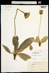 Hypochaeris maculata image