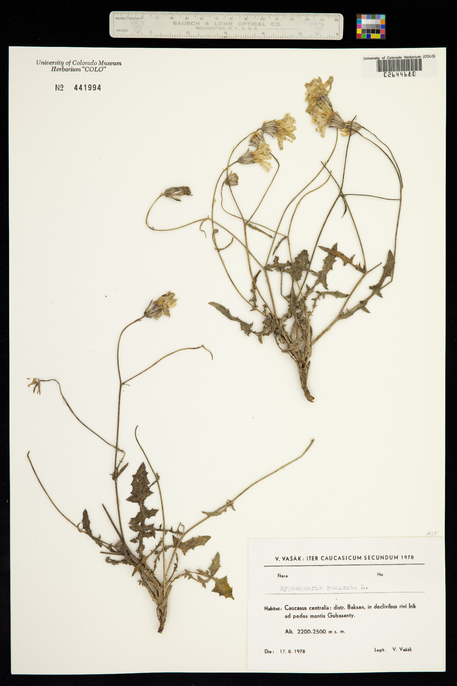 Hypochaeris radicata image