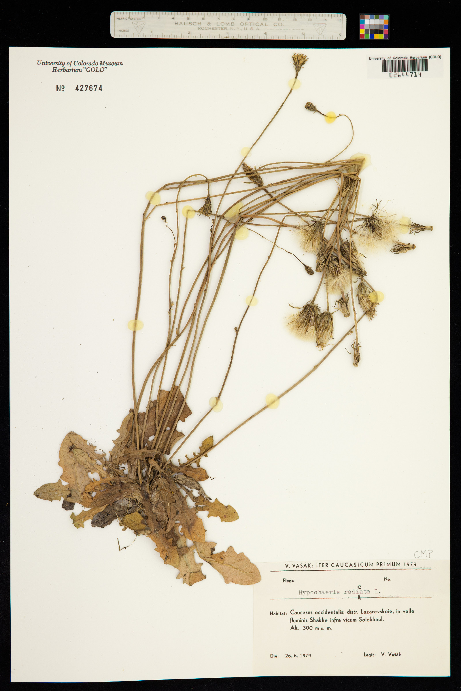Hypochaeris radicata image