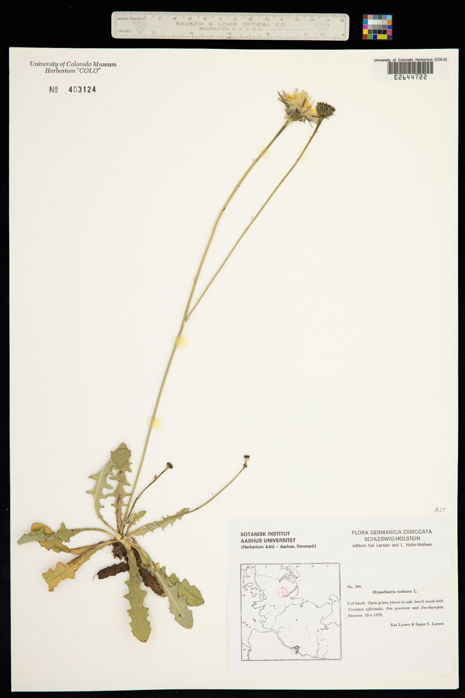 Hypochaeris radicata image