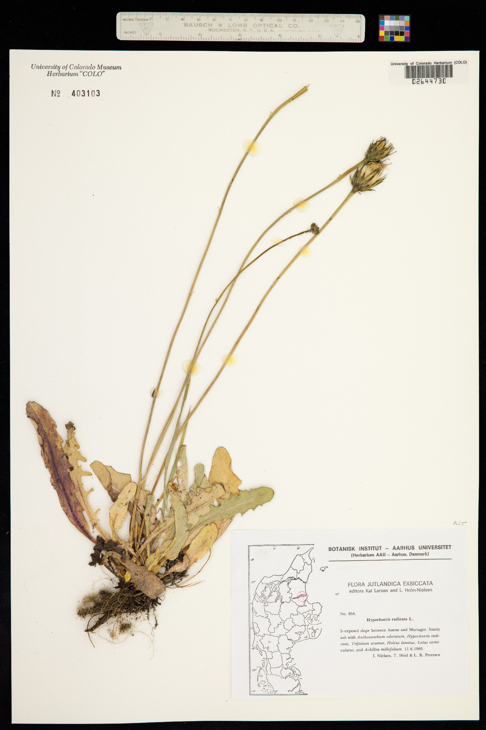 Hypochaeris radicata image