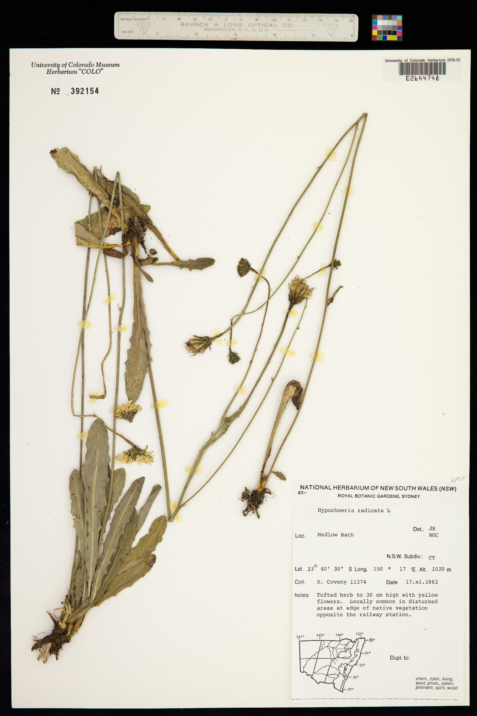 Hypochaeris radicata image