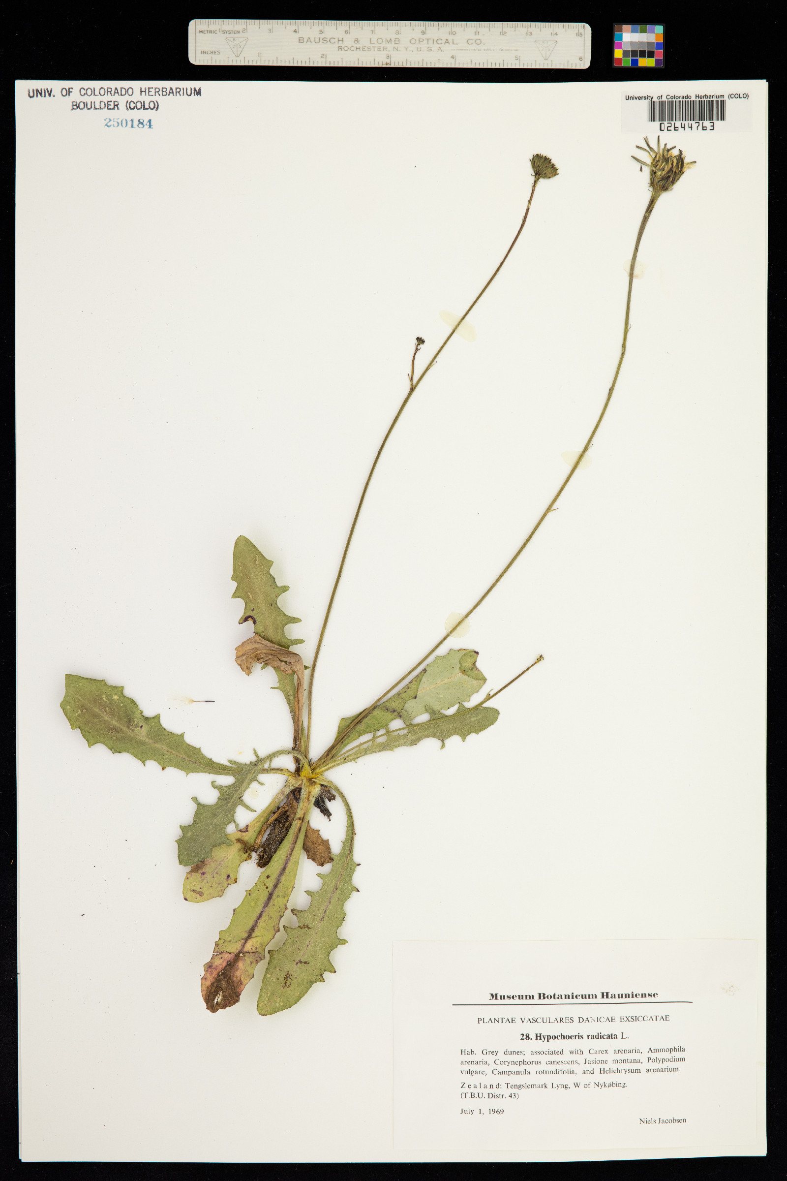 Hypochaeris radicata image