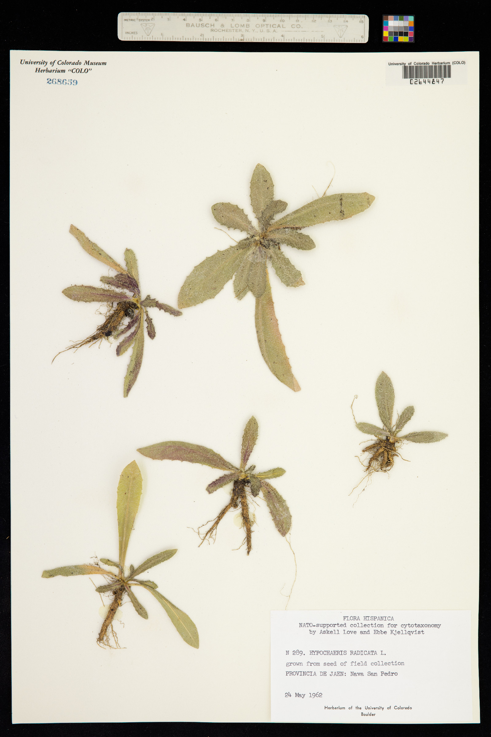 Hypochaeris radicata image