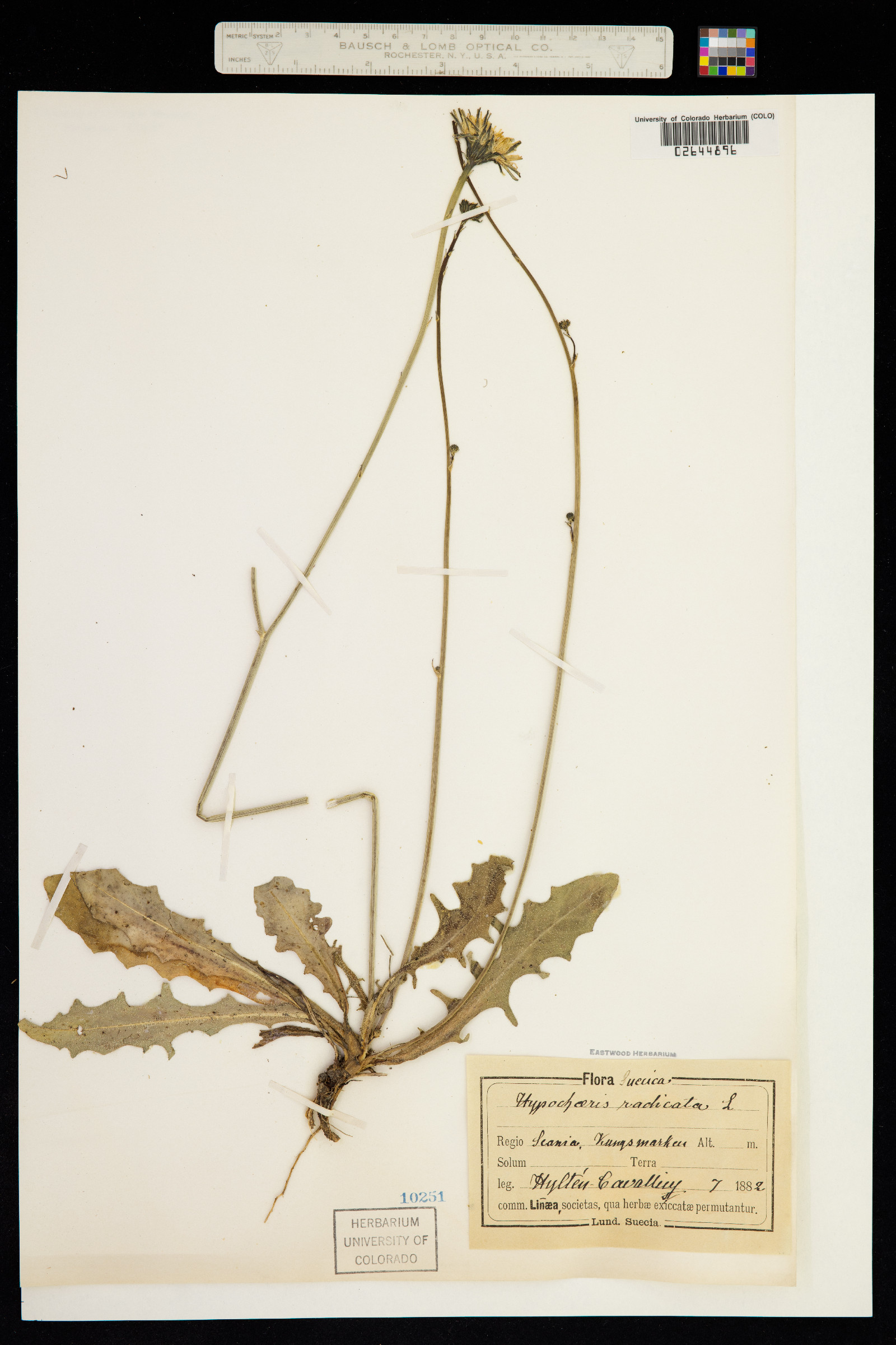 Hypochaeris radicata image