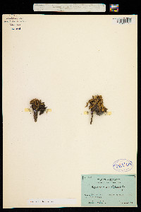 Hypochaeris sessiliflora image