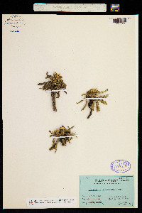 Hypochaeris sessiliflora image