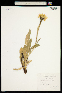 Hypochaeris uniflora image