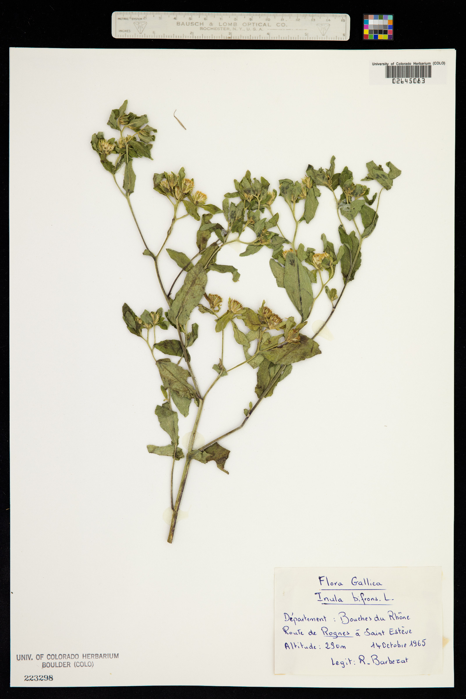 Inula bifrons image