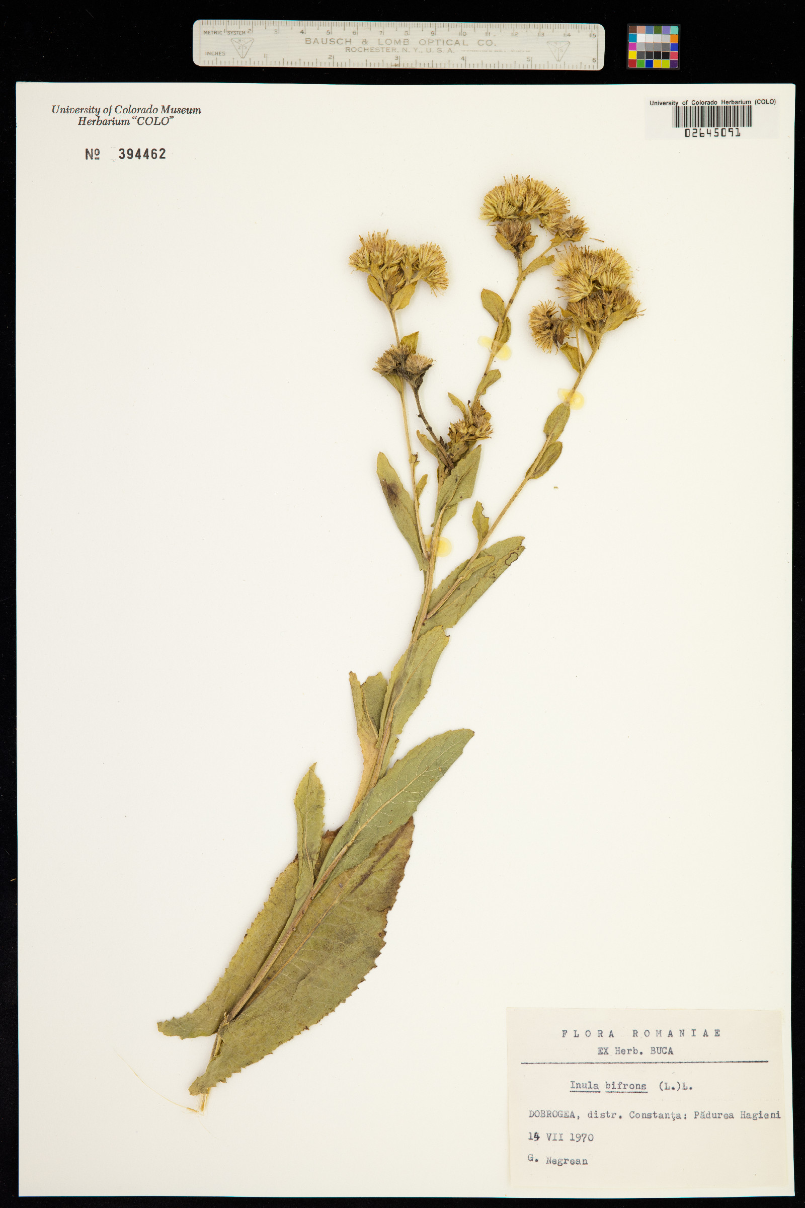 Inula bifrons image