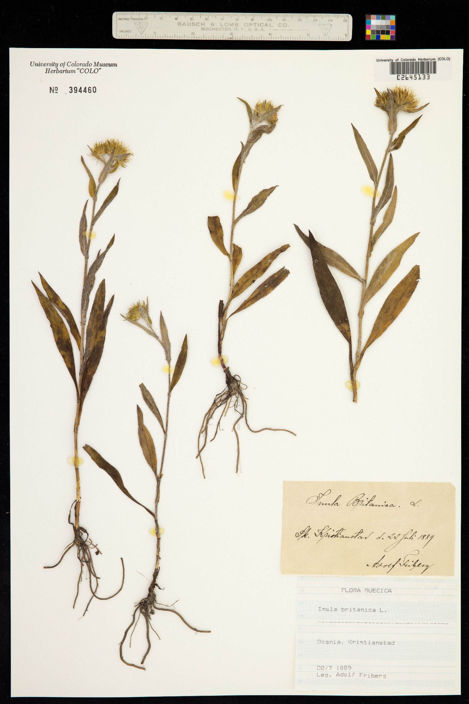 Inula image