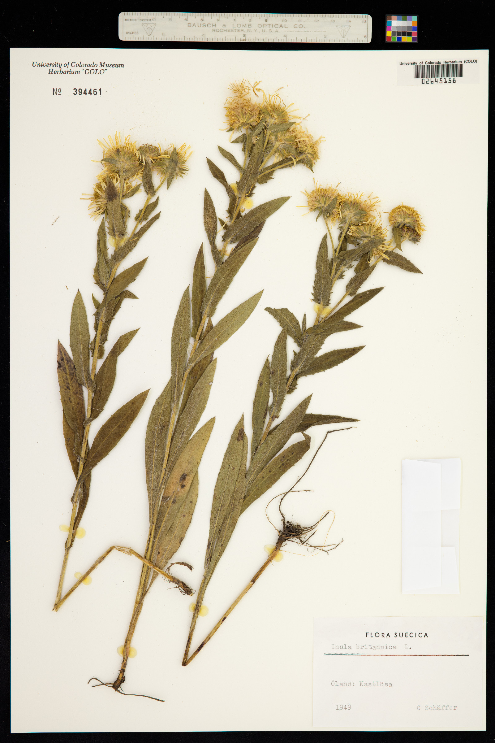 Inula britannica image