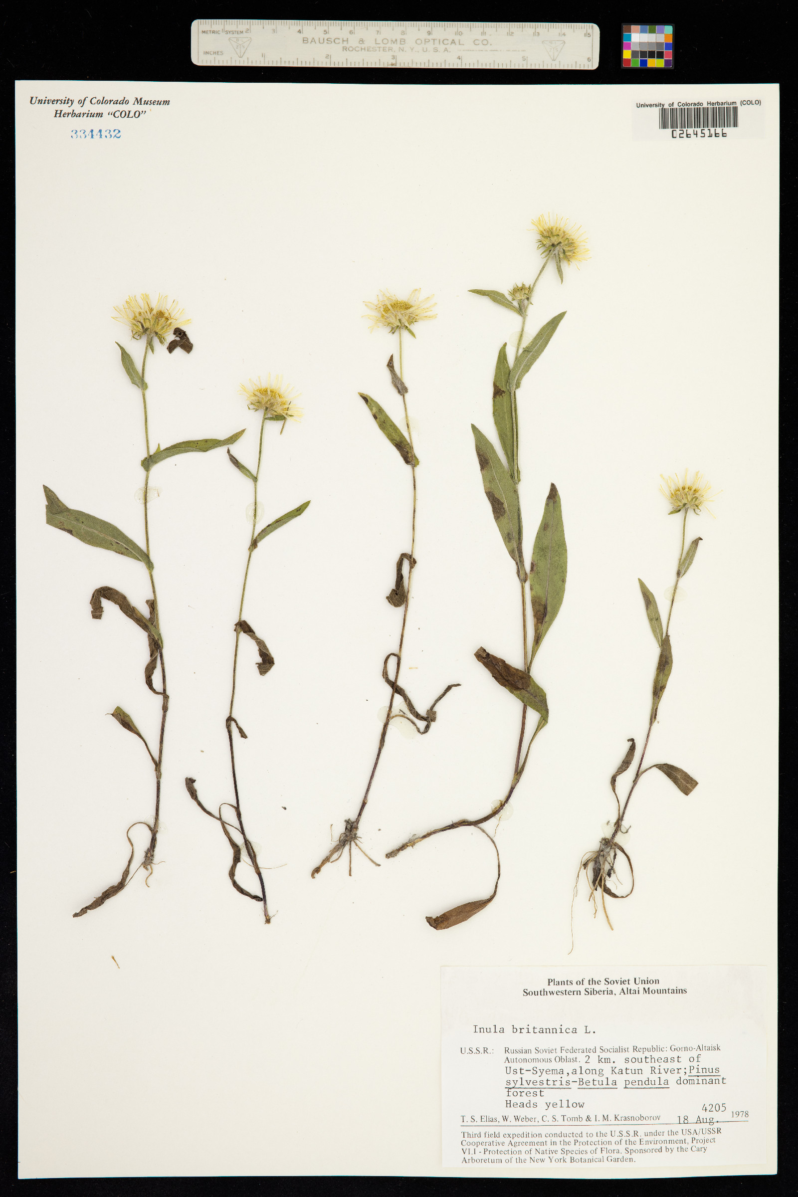 Inula image