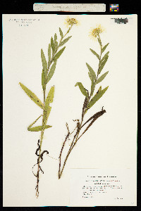 Inula britannica image