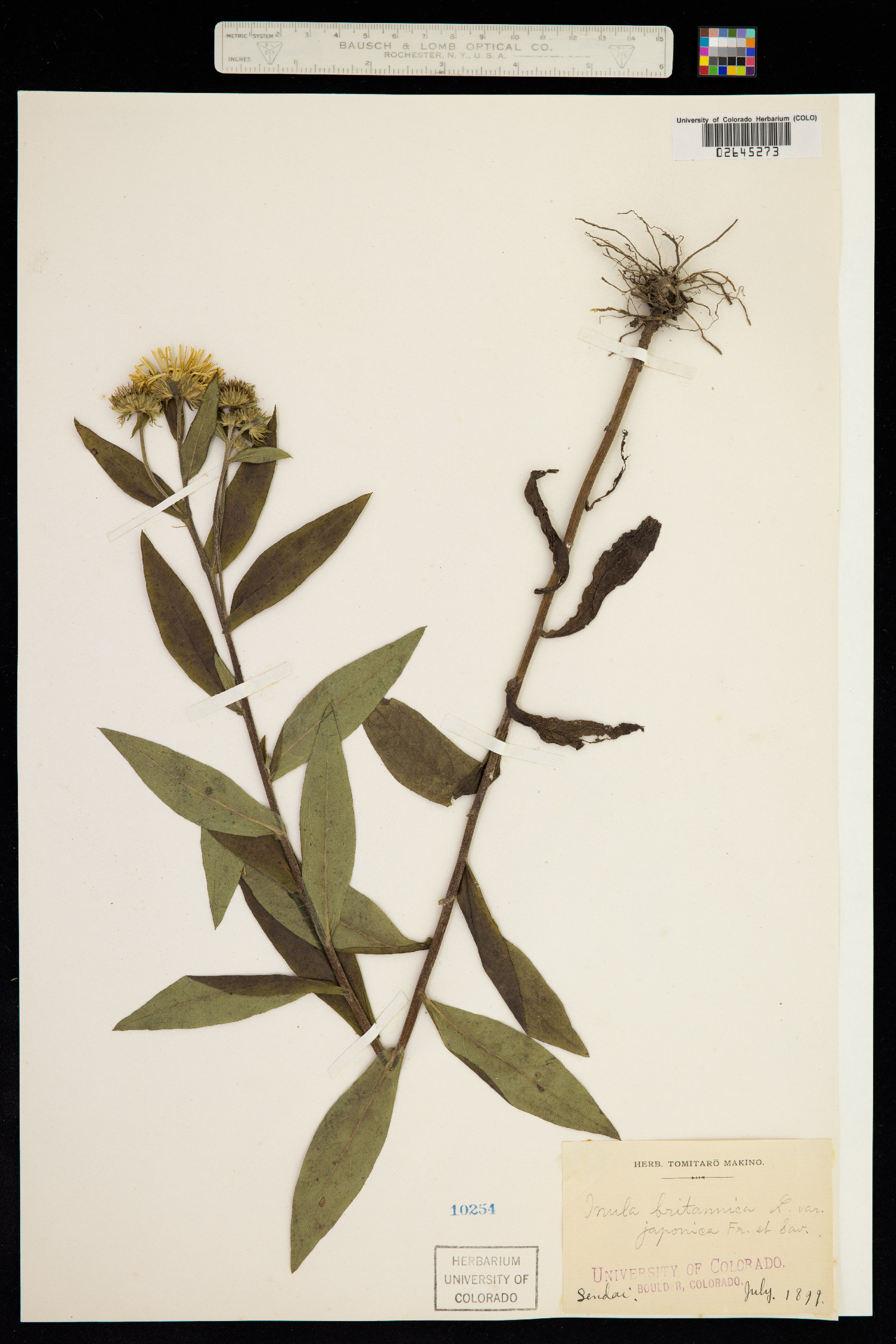 Inula britannica image