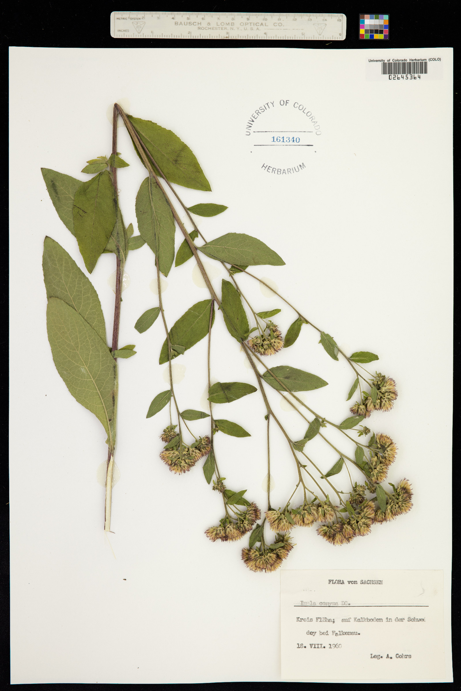 Inula conyza image