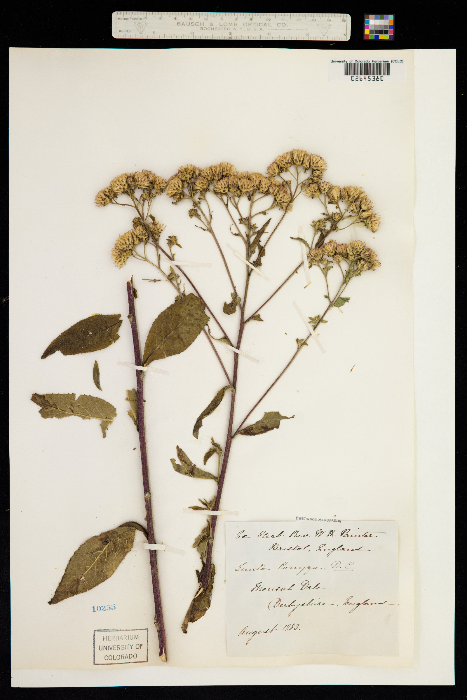 Inula conyza image