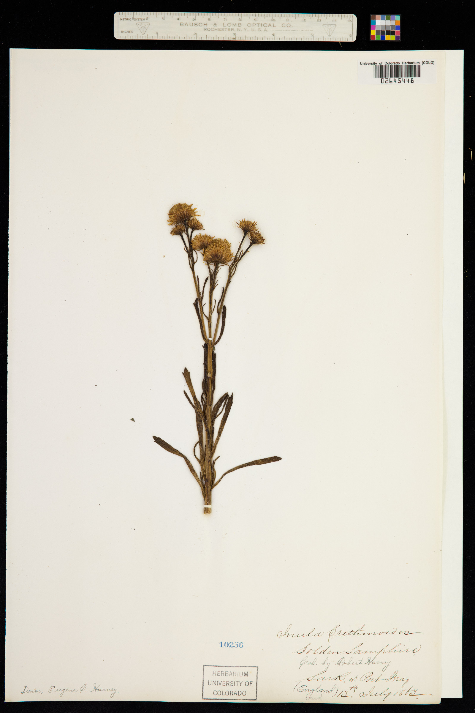 Inula crithmoides image