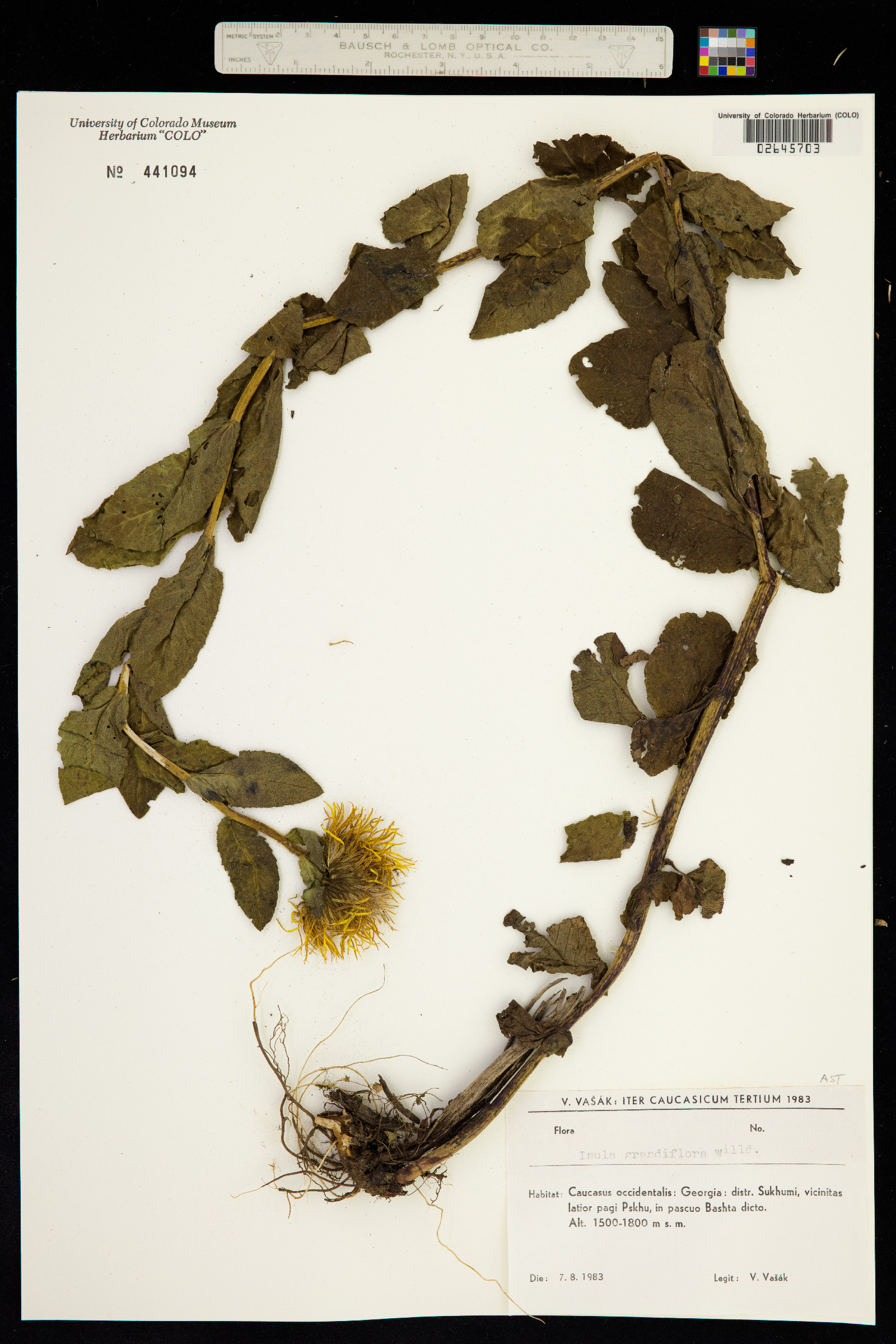 Inula grandiflora image