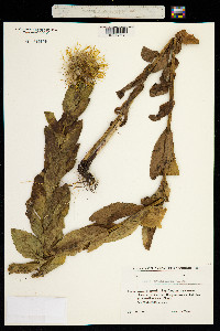 Inula grandiflora image