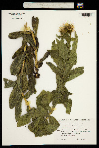 Inula grandiflora image