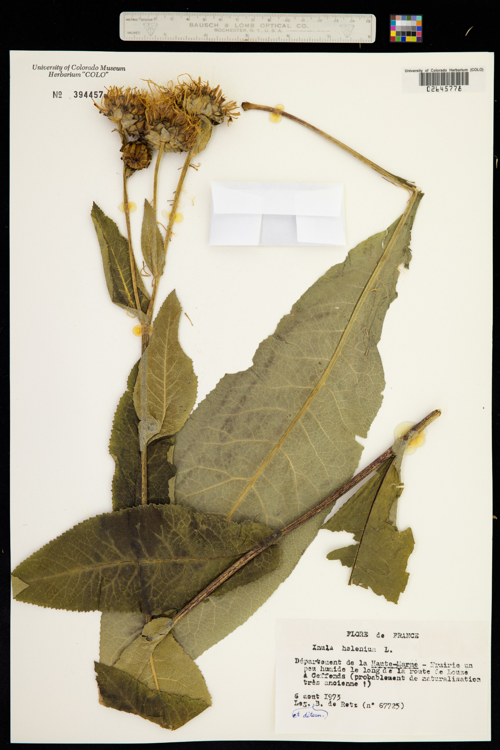 Inula image