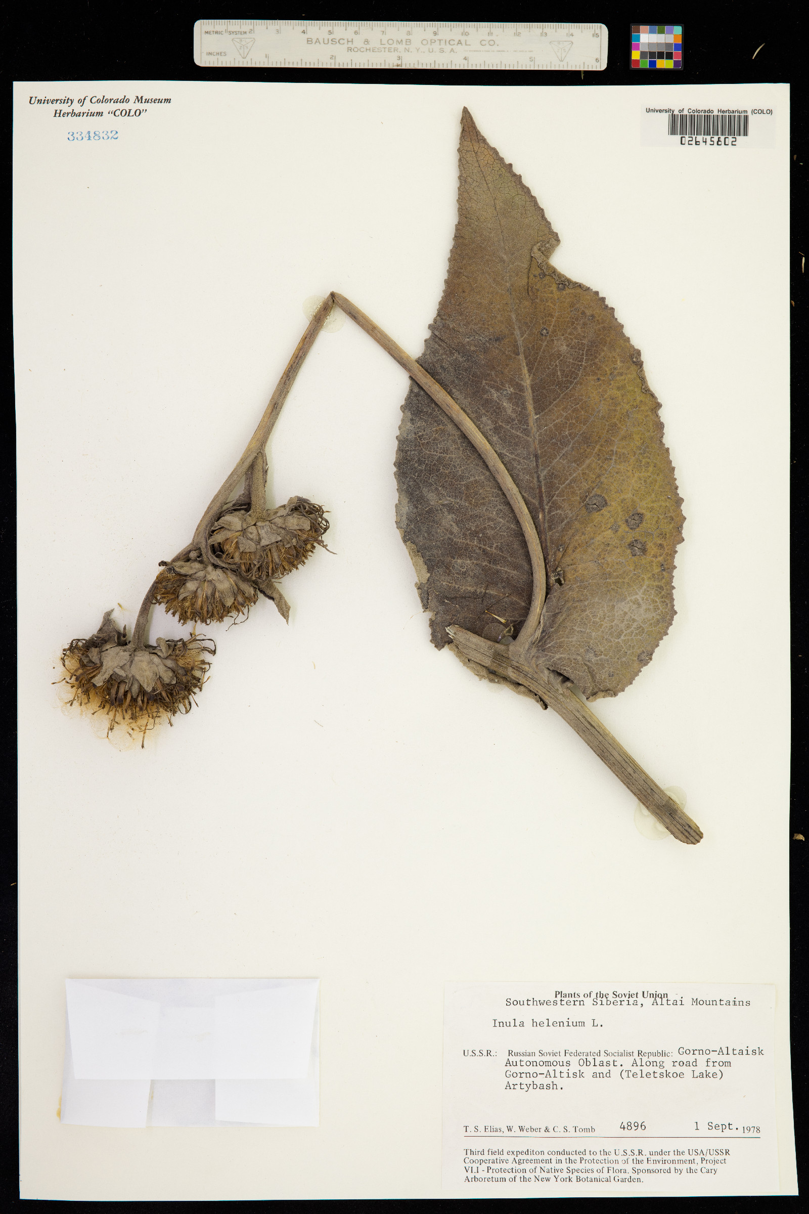 Inula helenium image