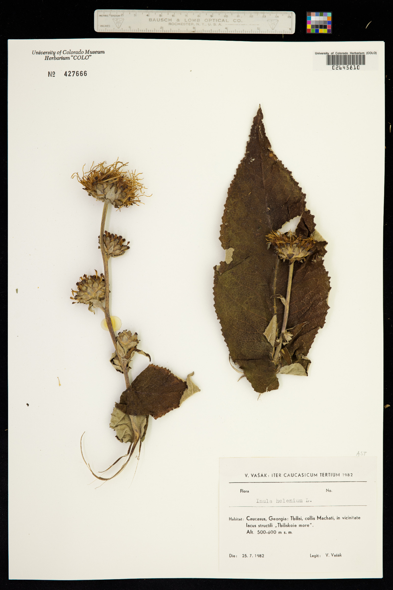 Inula helenium image