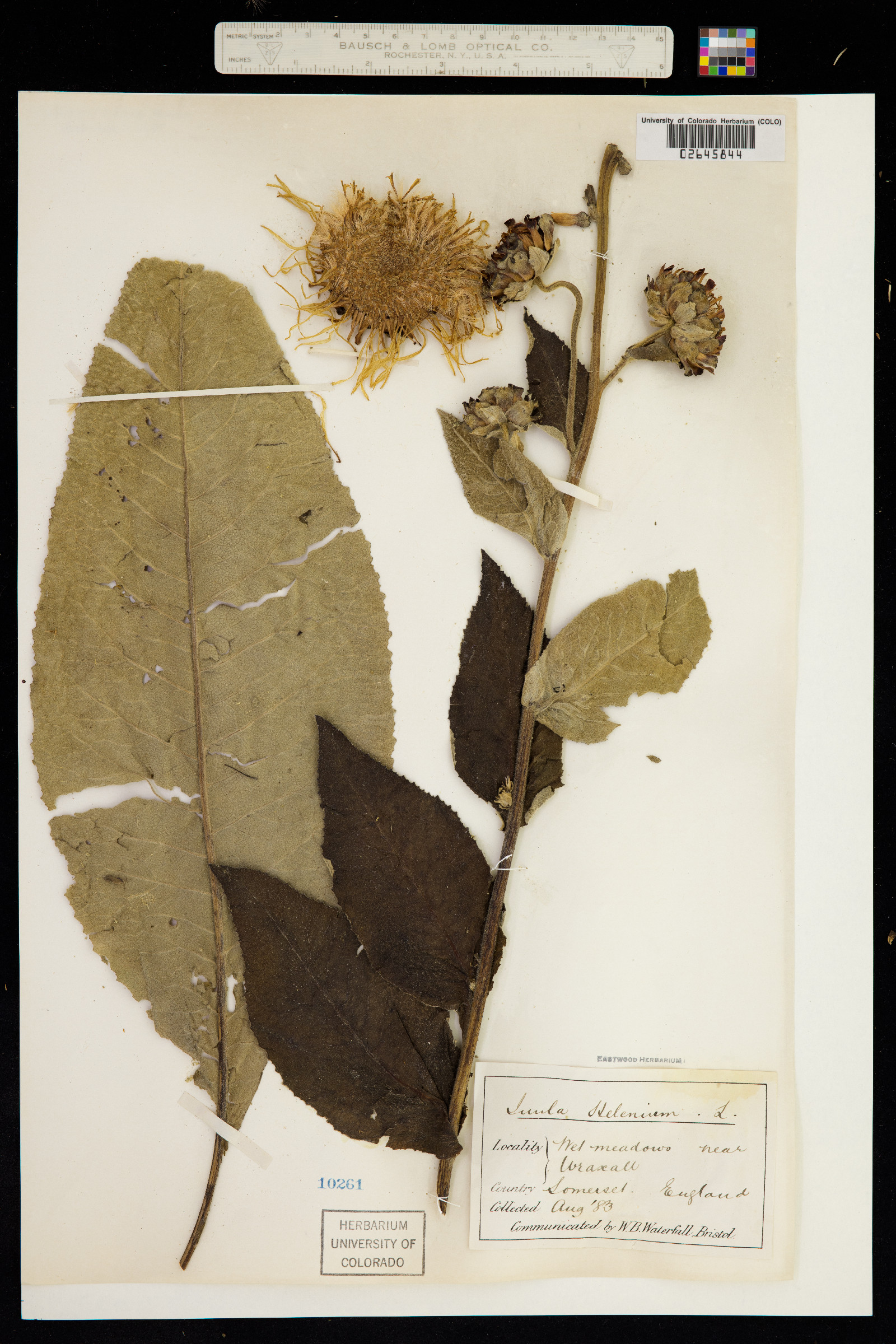 Inula helenium image