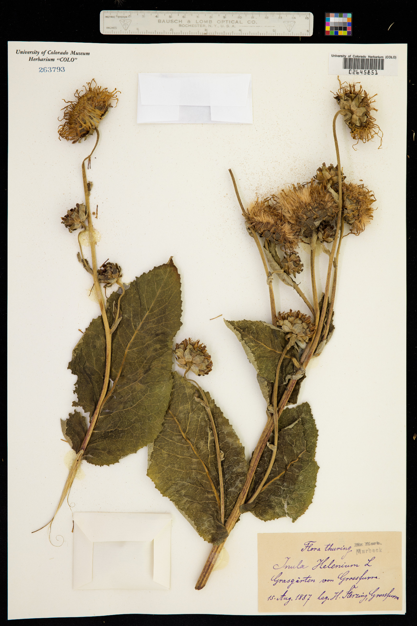 Inula helenium image