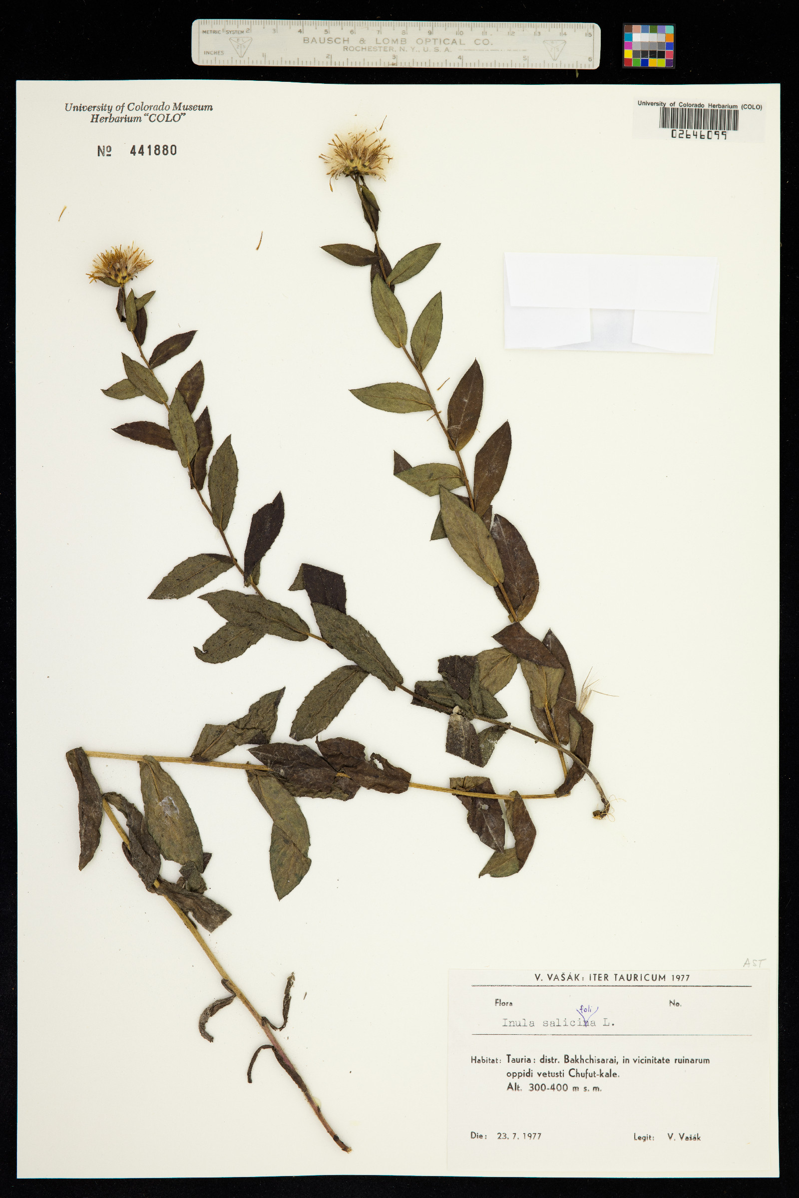 Inula salicina image