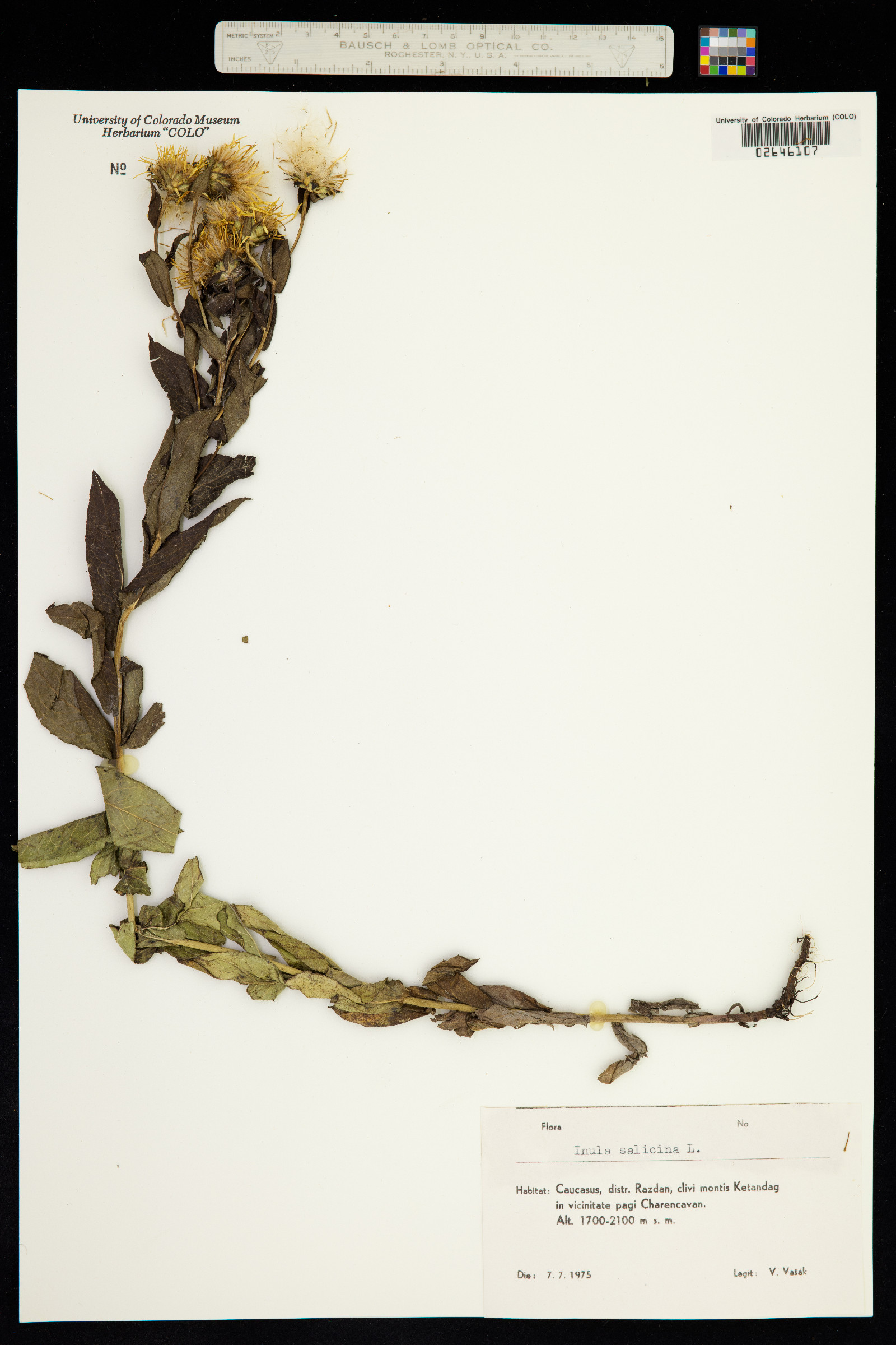 Inula salicina image