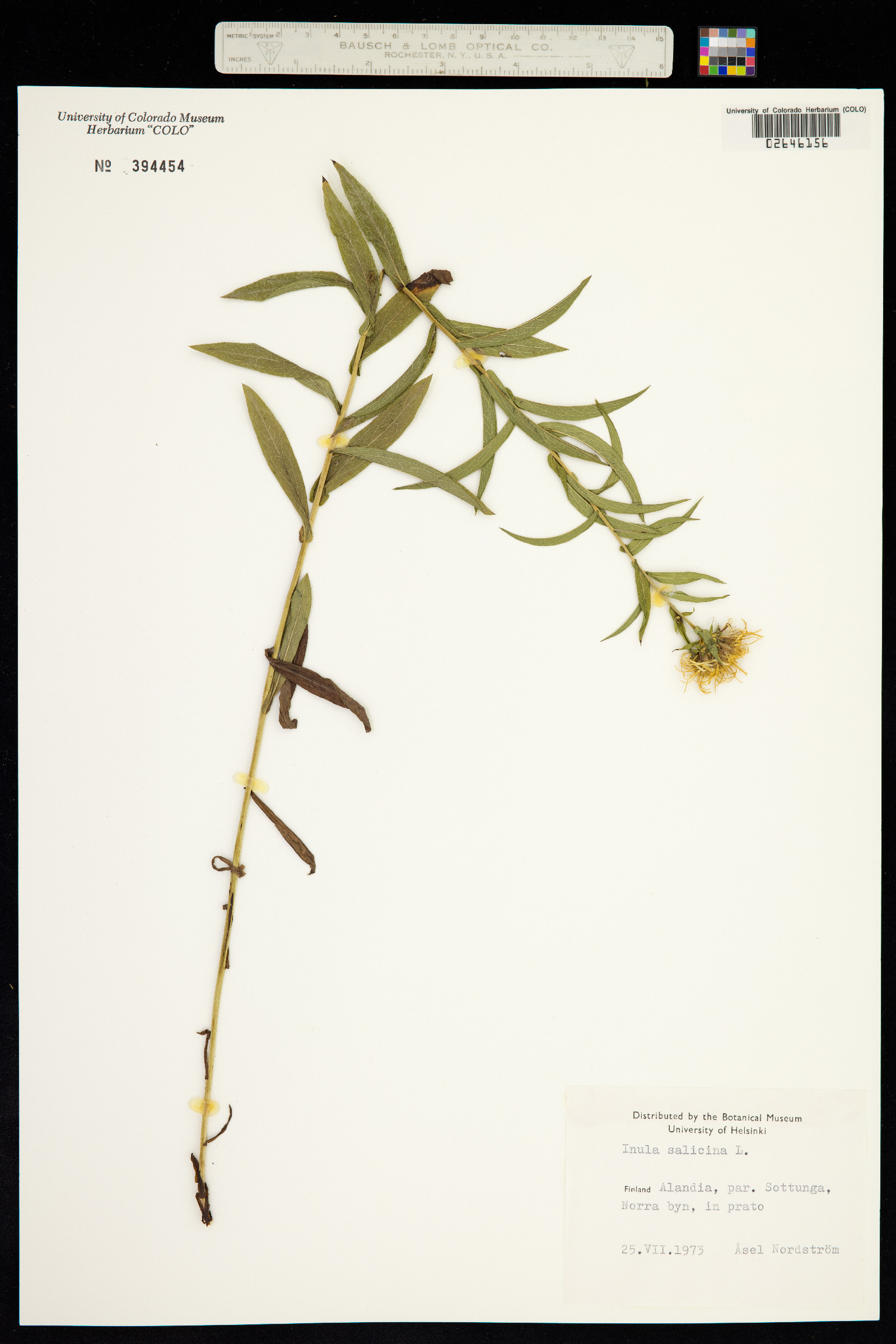 Inula salicina image