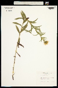 Inula salicina image