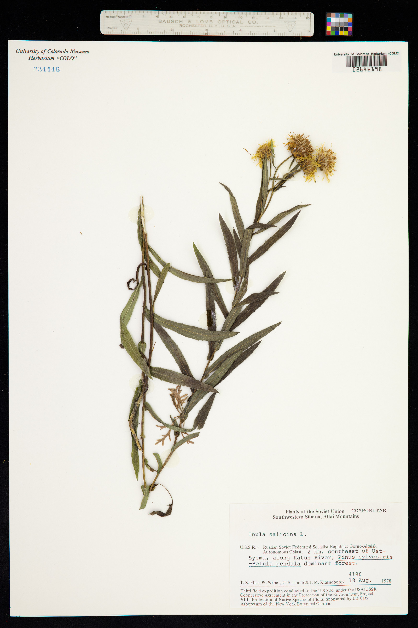 Inula salicina image