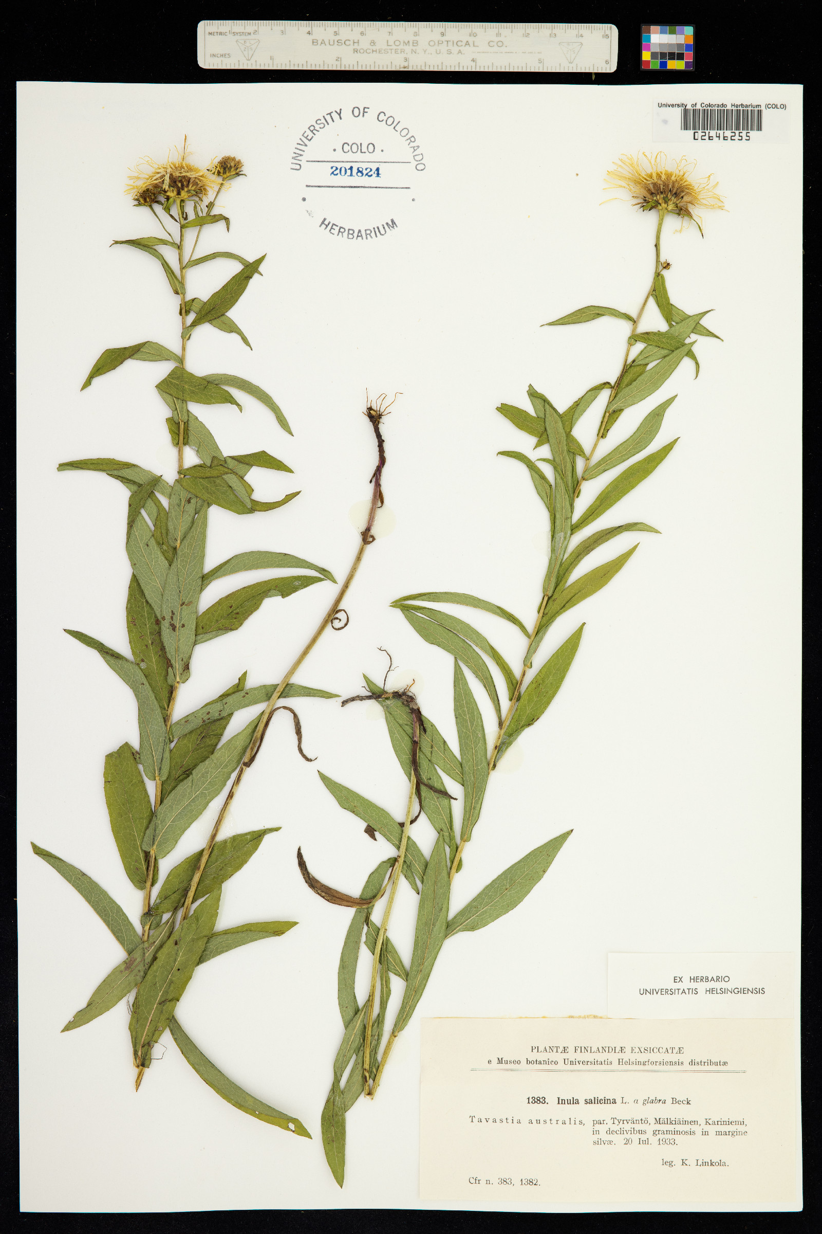 Inula salicina image